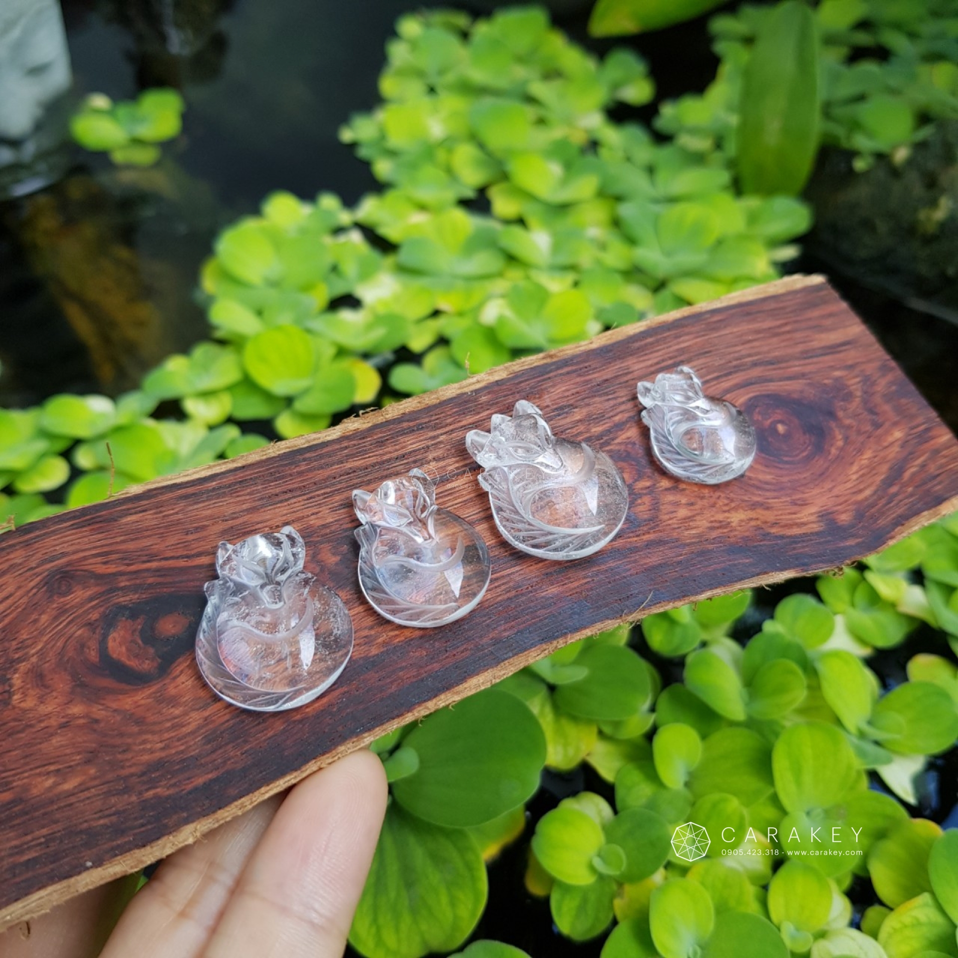 Hồ ly thạch anh trắng, 