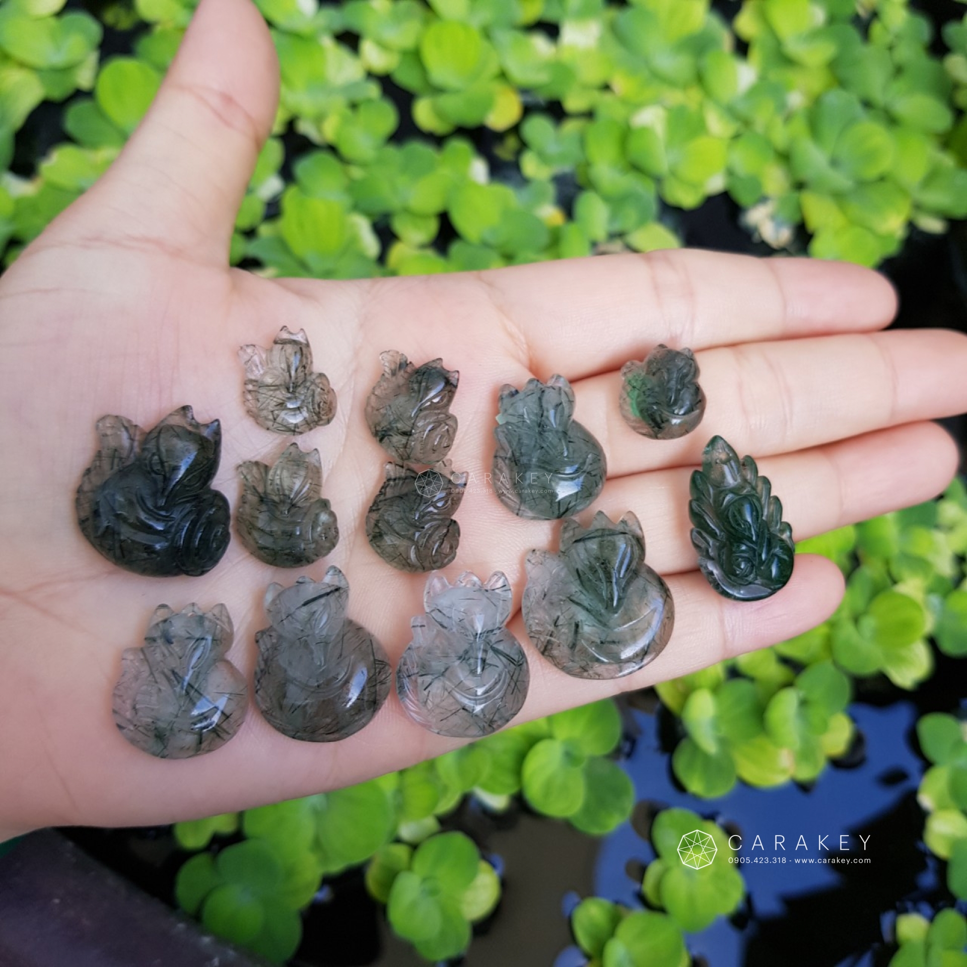 Hồ ly thạch anh tóc, 